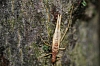 cricket_four-spotted_tree cricket_oecanthus_quadripunctatus.jpg
